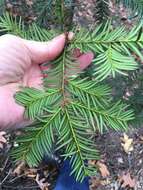 Image of Japanese Yew