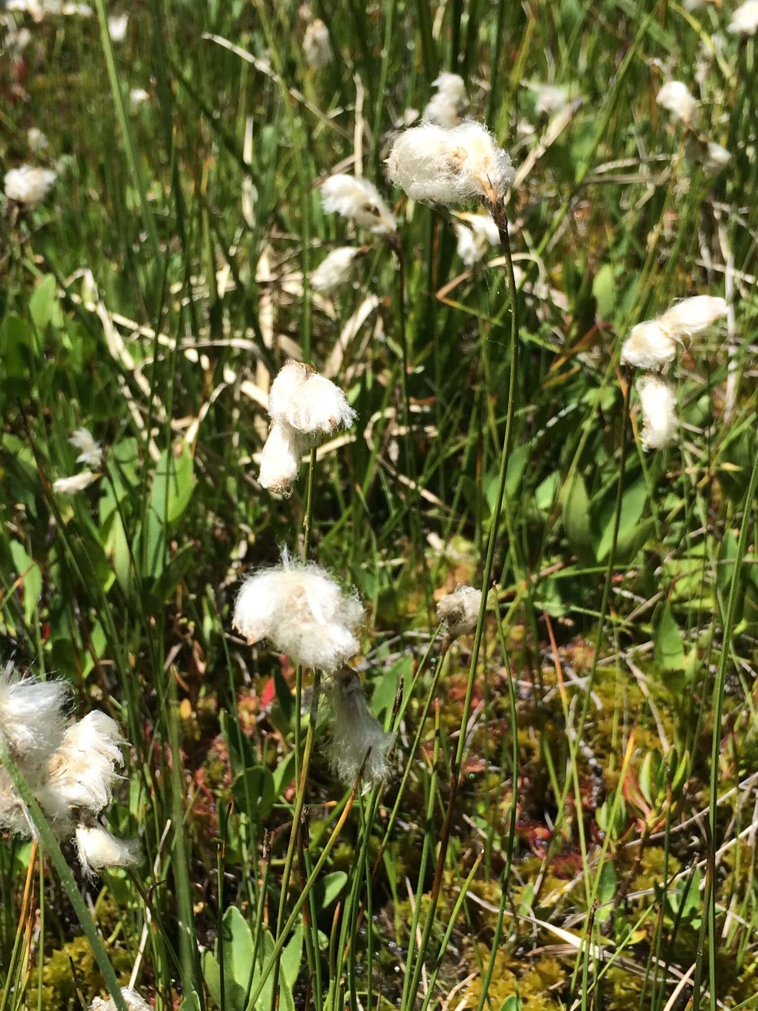 Image of slender cottongrass