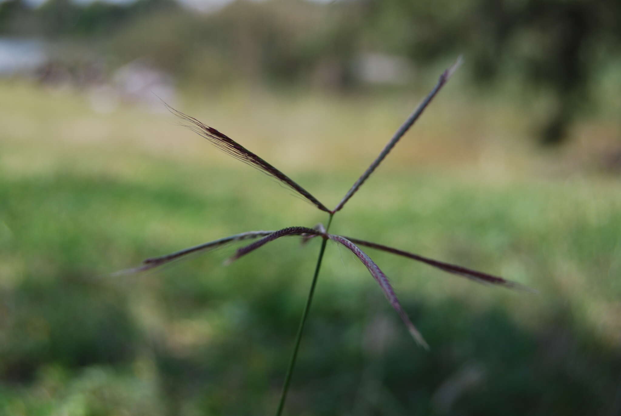 Image of spiderweb chloris