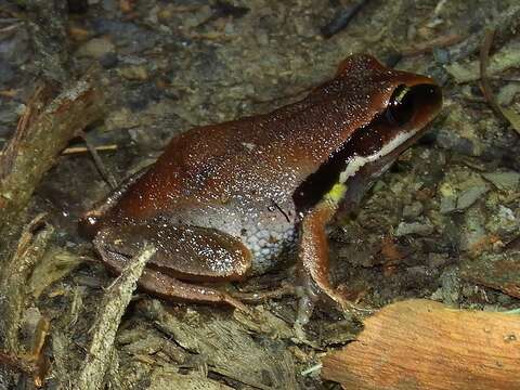 Nyctimystes brevipalmatus (Tyler, Martin & Watson 1972) resmi