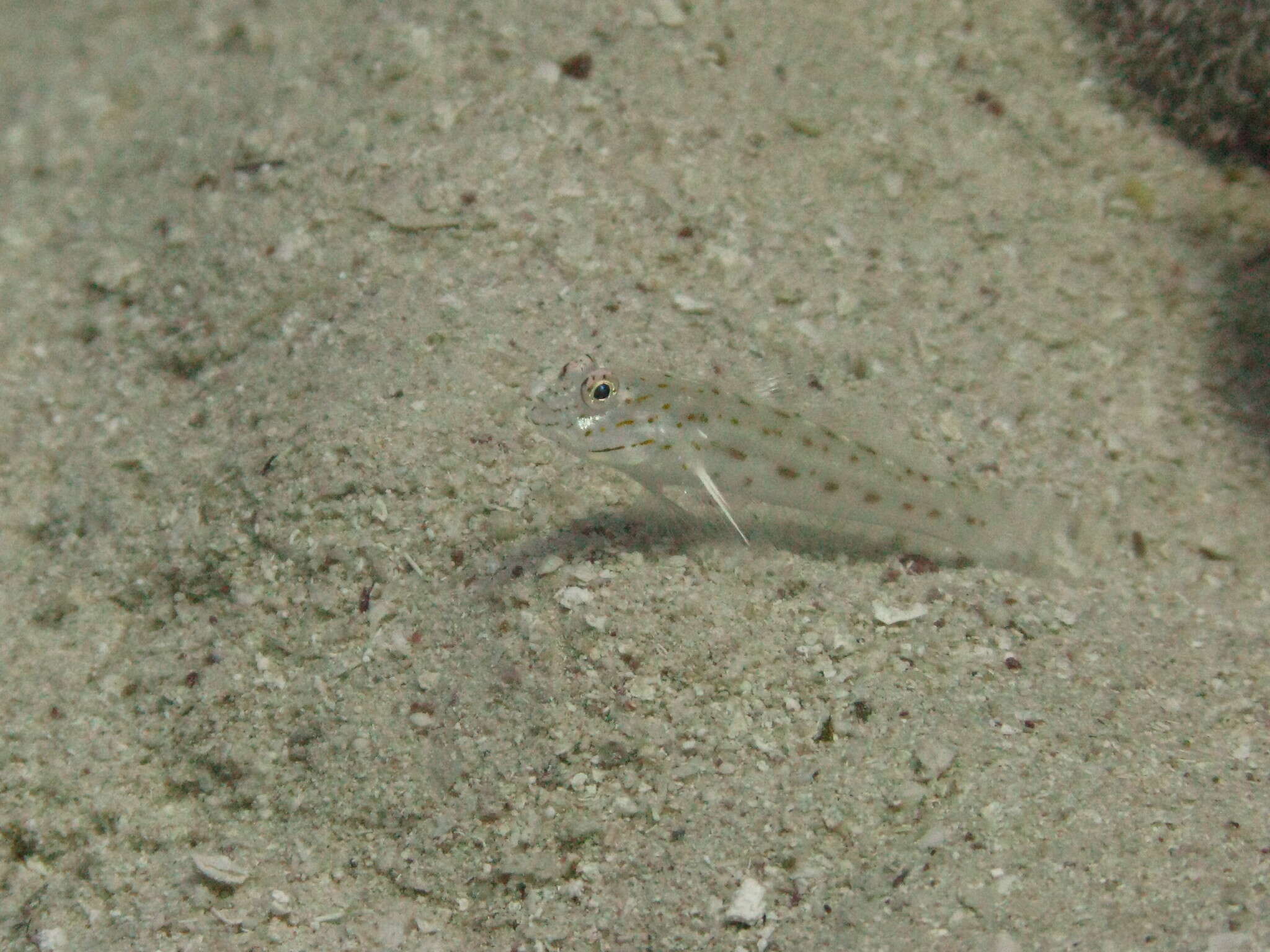 Image of Saffron shrimp-goby
