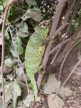 Image of Graceful Chameleon