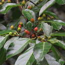 Sivun Ficus leptoclada Benth. kuva