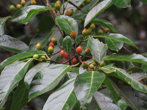 Image of Ficus leptoclada Benth.