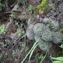 Image of Mammillaria erythrosperma Boed.