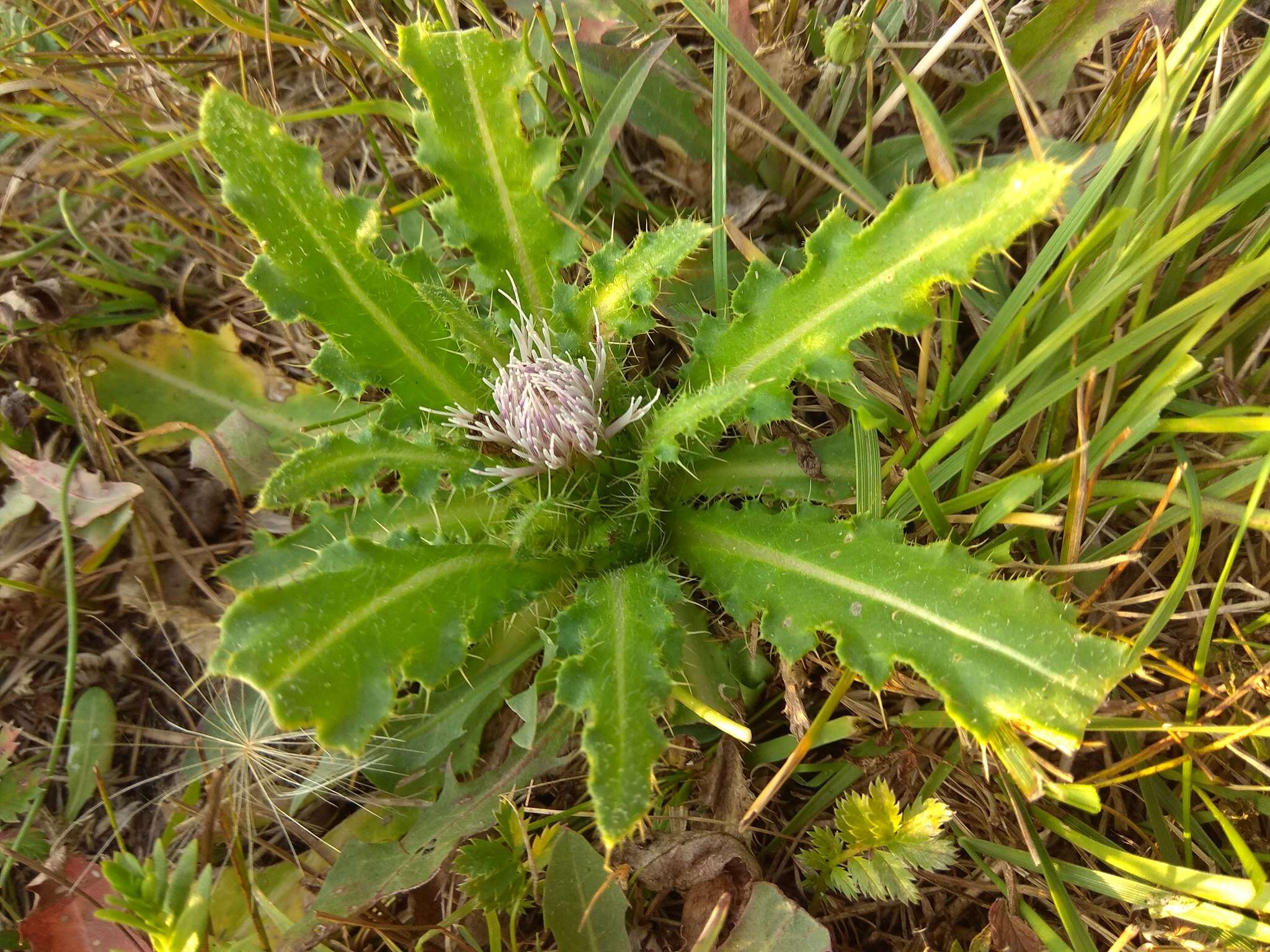 Plancia ëd Cirsium roseolum Z. S. Gorlacheva