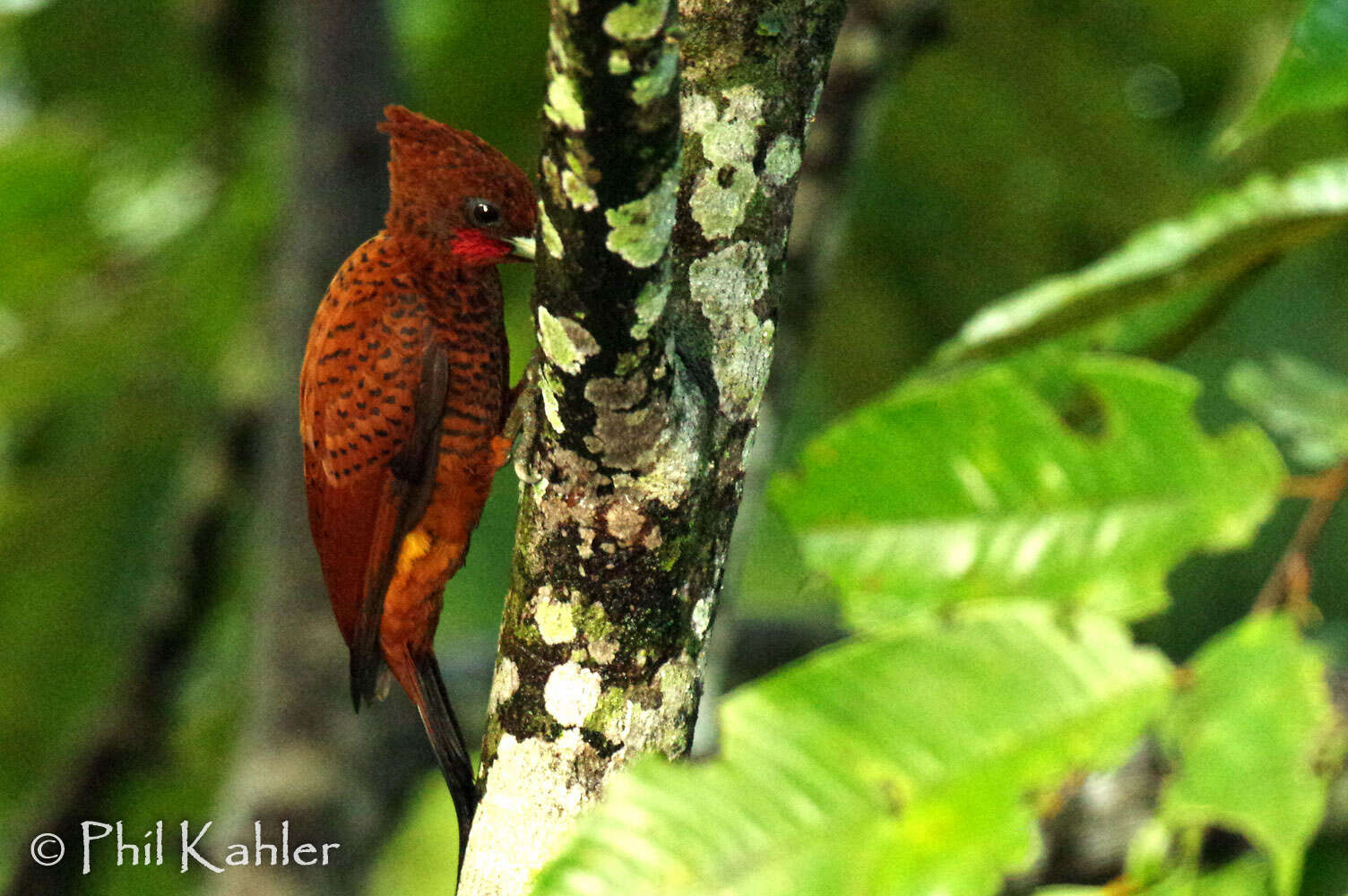 Image of Scale-breasted Woodpecker