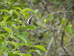 Graphium porthaon (Hewitson 1865)的圖片