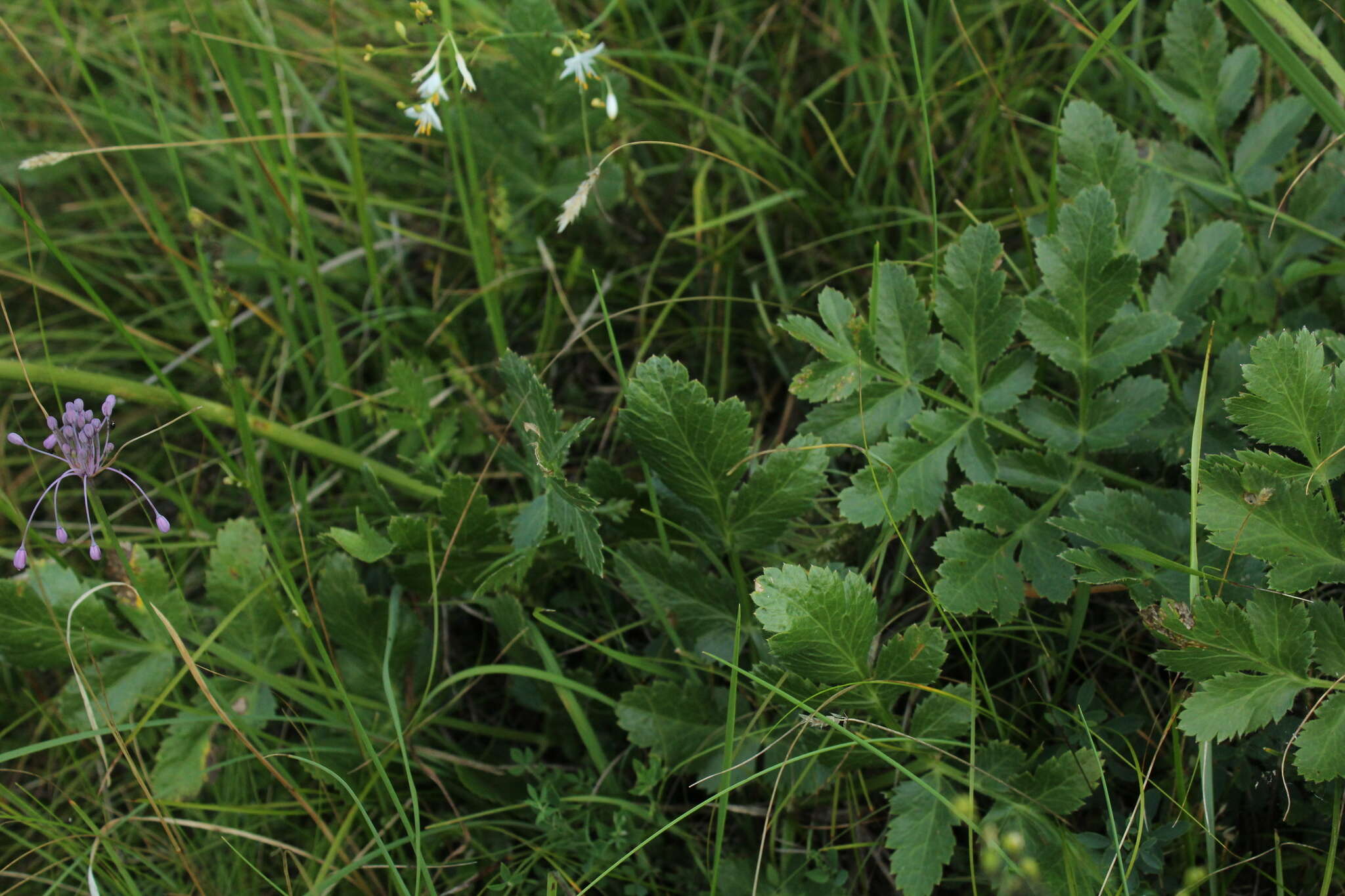 Слика од Laserpitium nitidum Zanted.