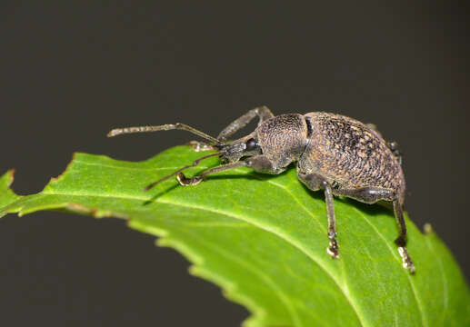 Otiorhynchus (Otiorhynchus) armadillo (Rossi 1792) resmi