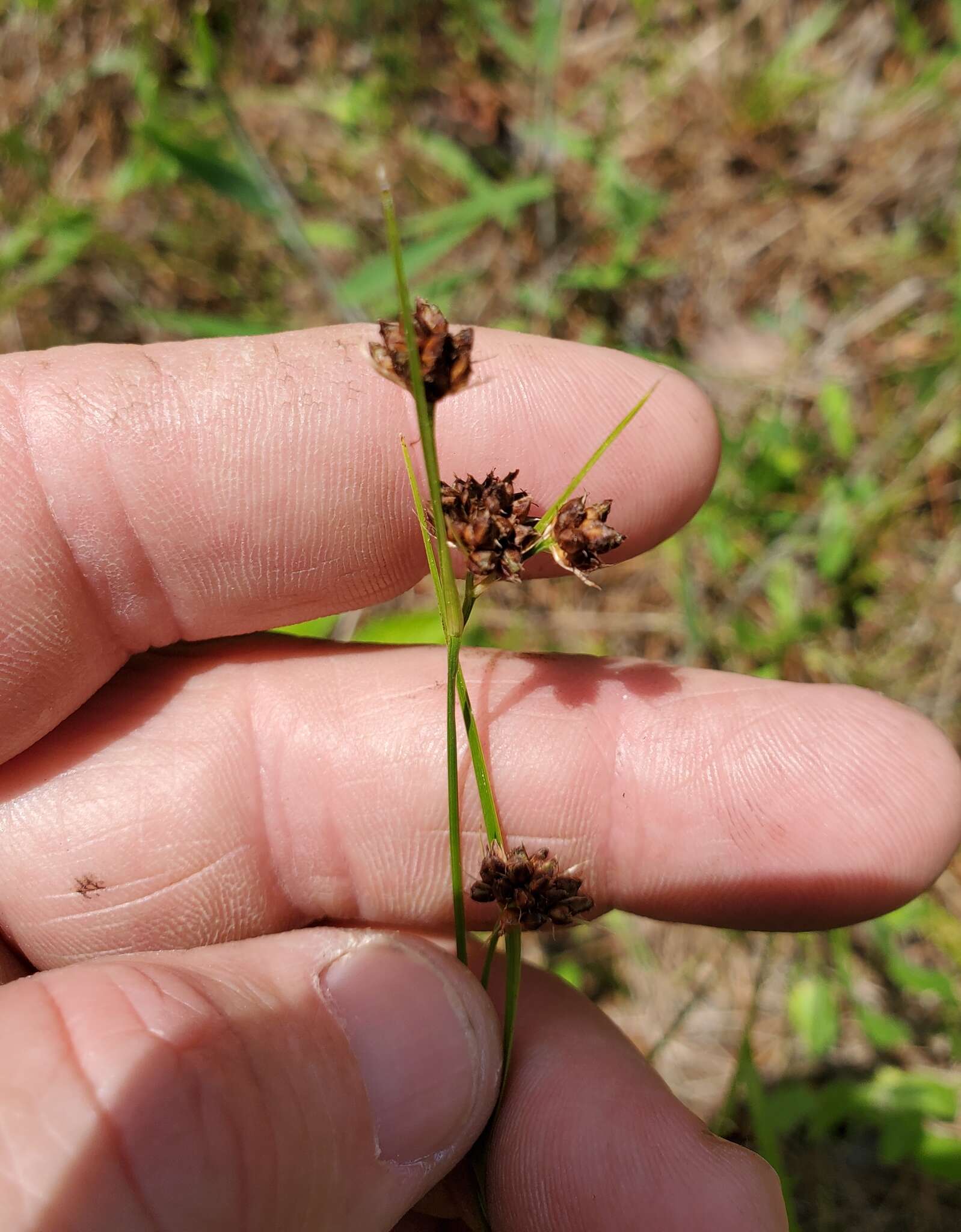 Sivun Rhynchospora harveyi W. Boott kuva