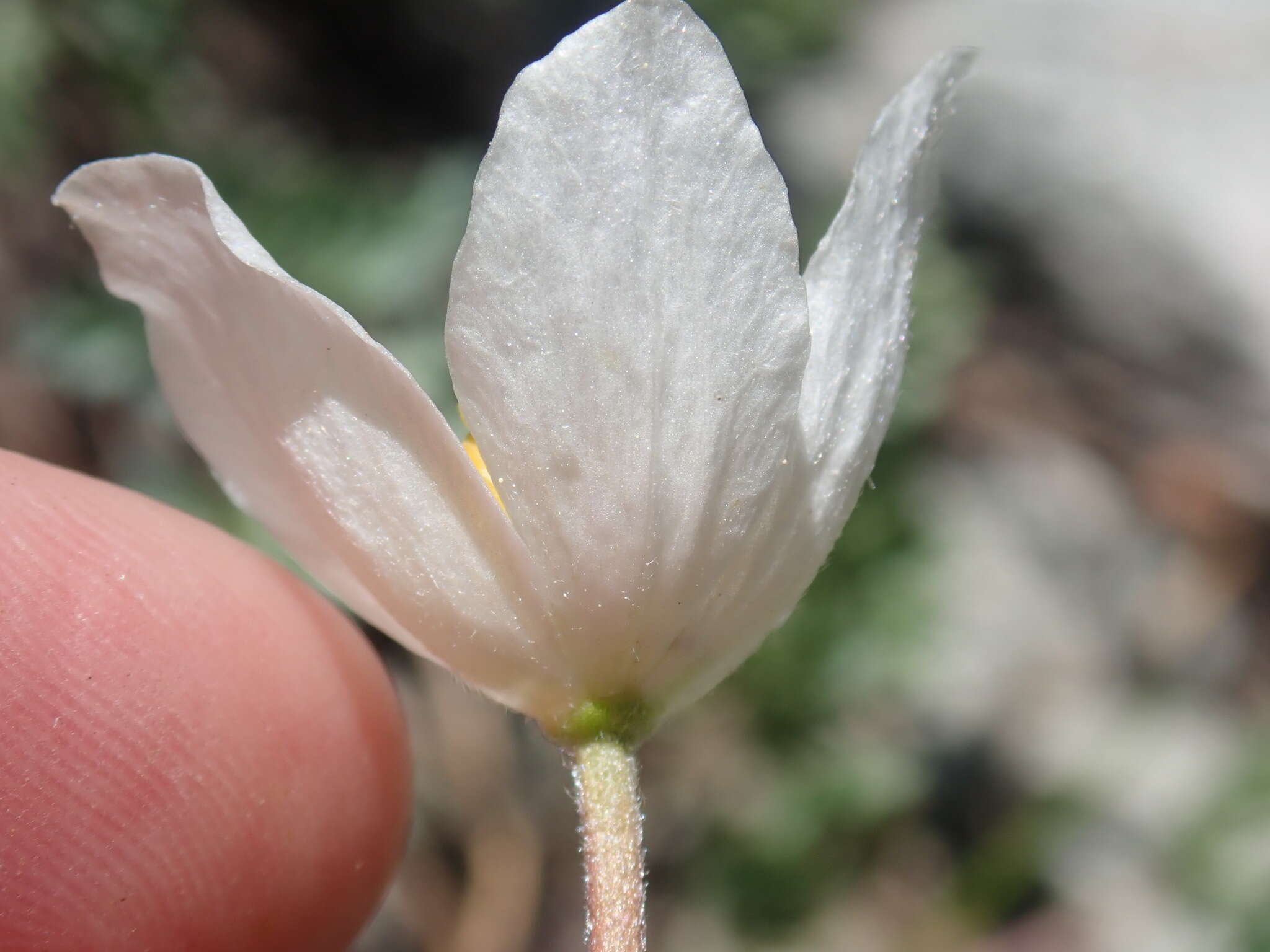 Anemone drummondii subsp. drummondii resmi