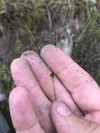 Image of Loose-Head Beak Sedge