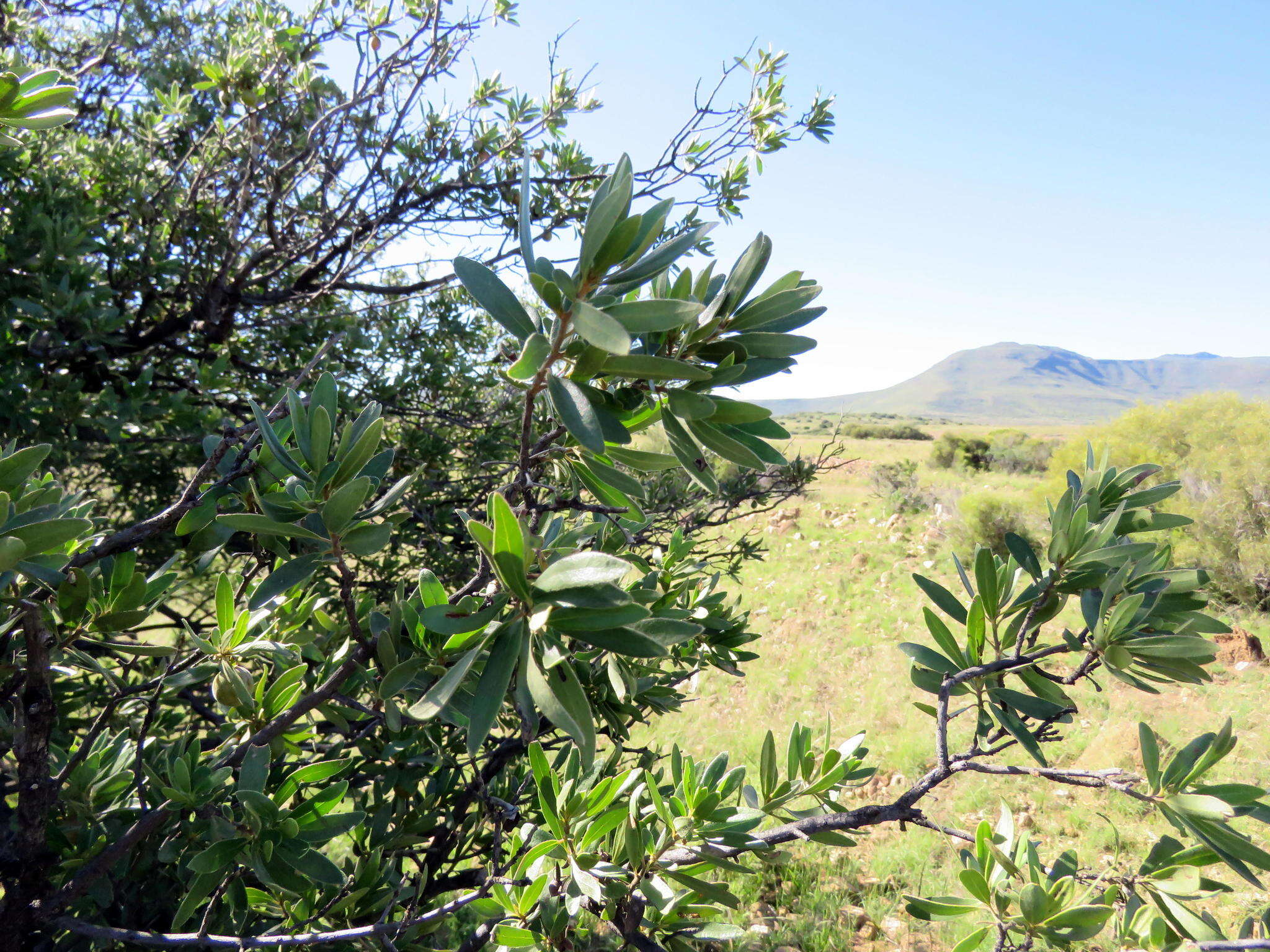 Sivun Diospyros lycioides subsp. lycioides kuva