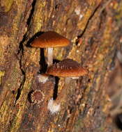 Image of Psathyrella echinata (Cleland) Grgur. 1997