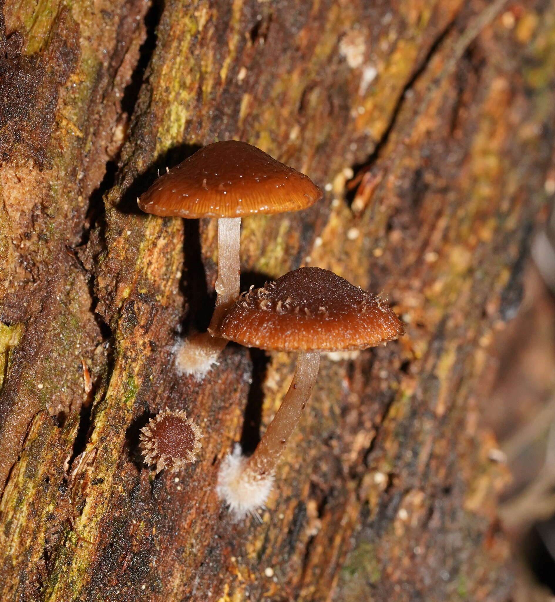 Image of Psathyrella echinata (Cleland) Grgur. 1997