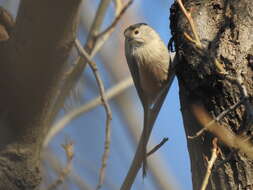 Image of Silver-throated Bushtit