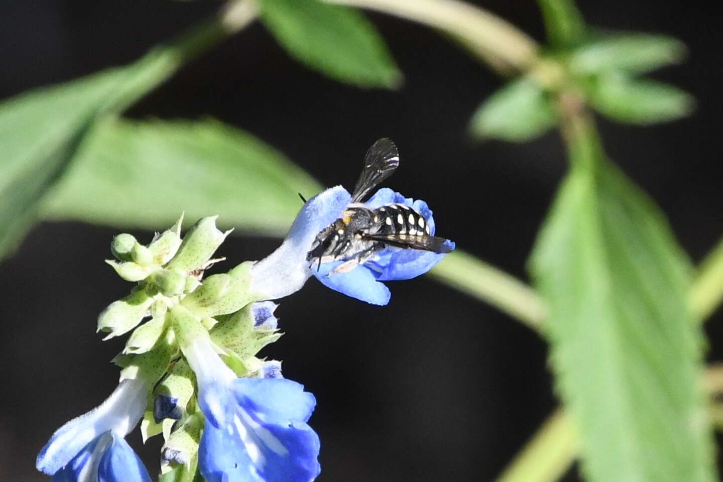 Image of Anthidium maculosum Cresson 1878