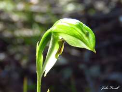 Image of Smooth leafy greenhood