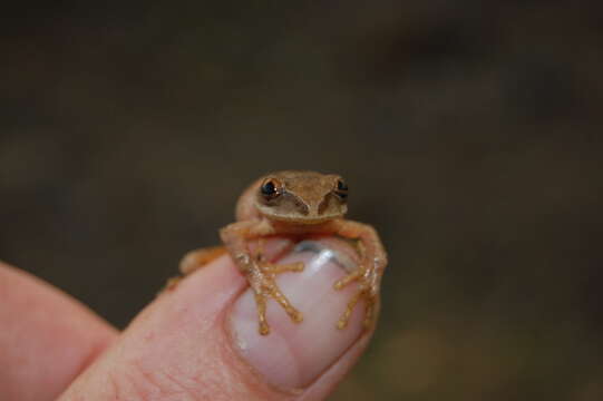 Image of Dime Forest Treefrog