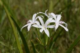 Image de Crinum americanum L.