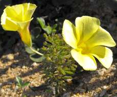 Image of Oxalis crocea Salter