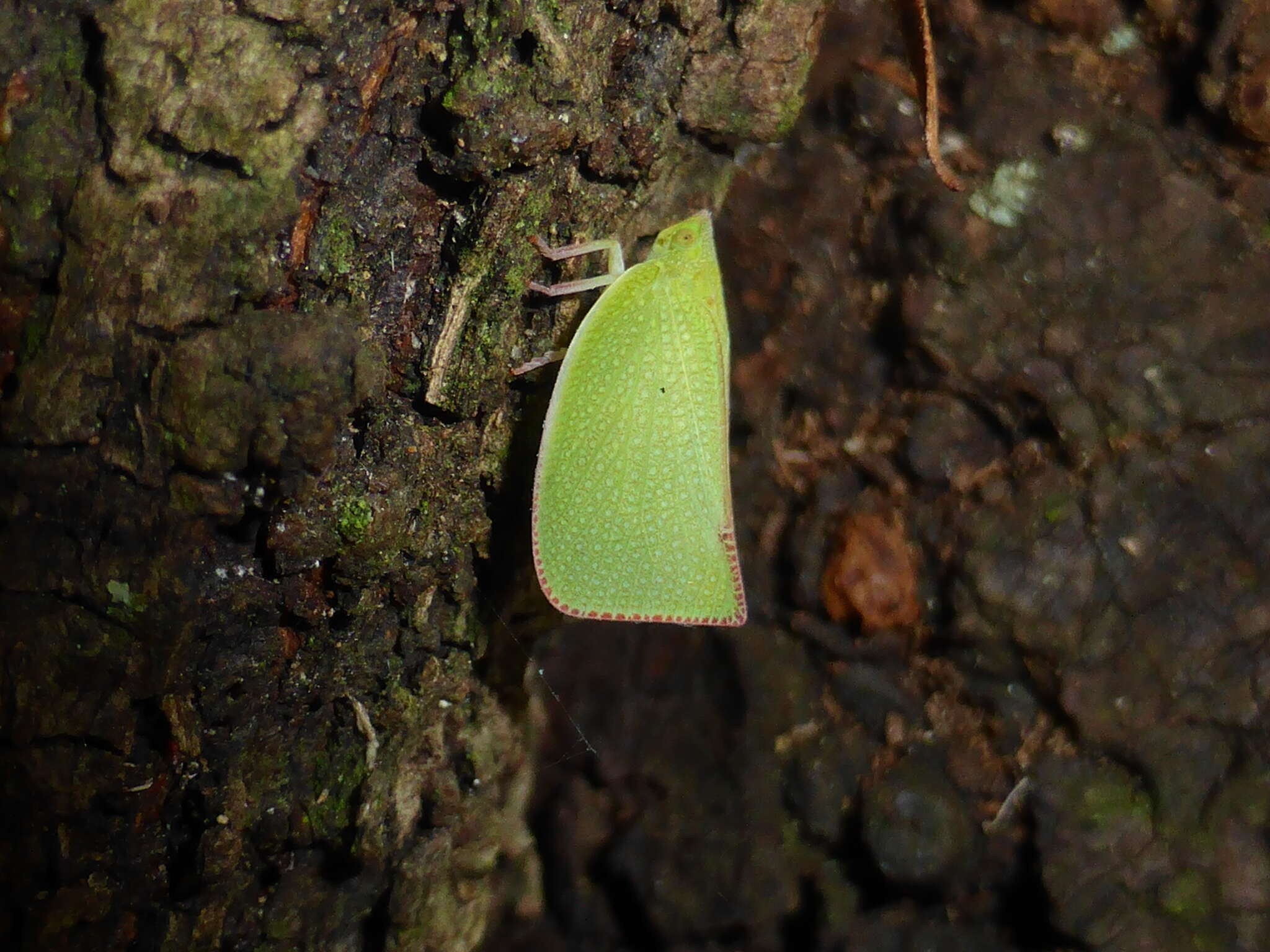 Image of Siphanta