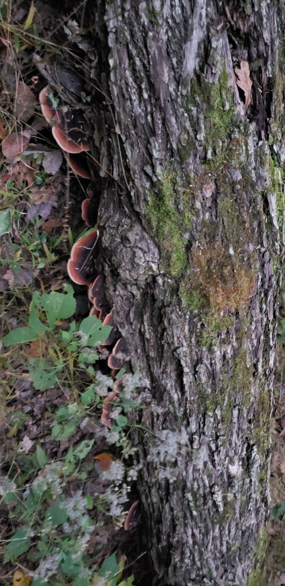 Image of Ischnoderma benzoinum (Wahlenb.) P. Karst. 1881