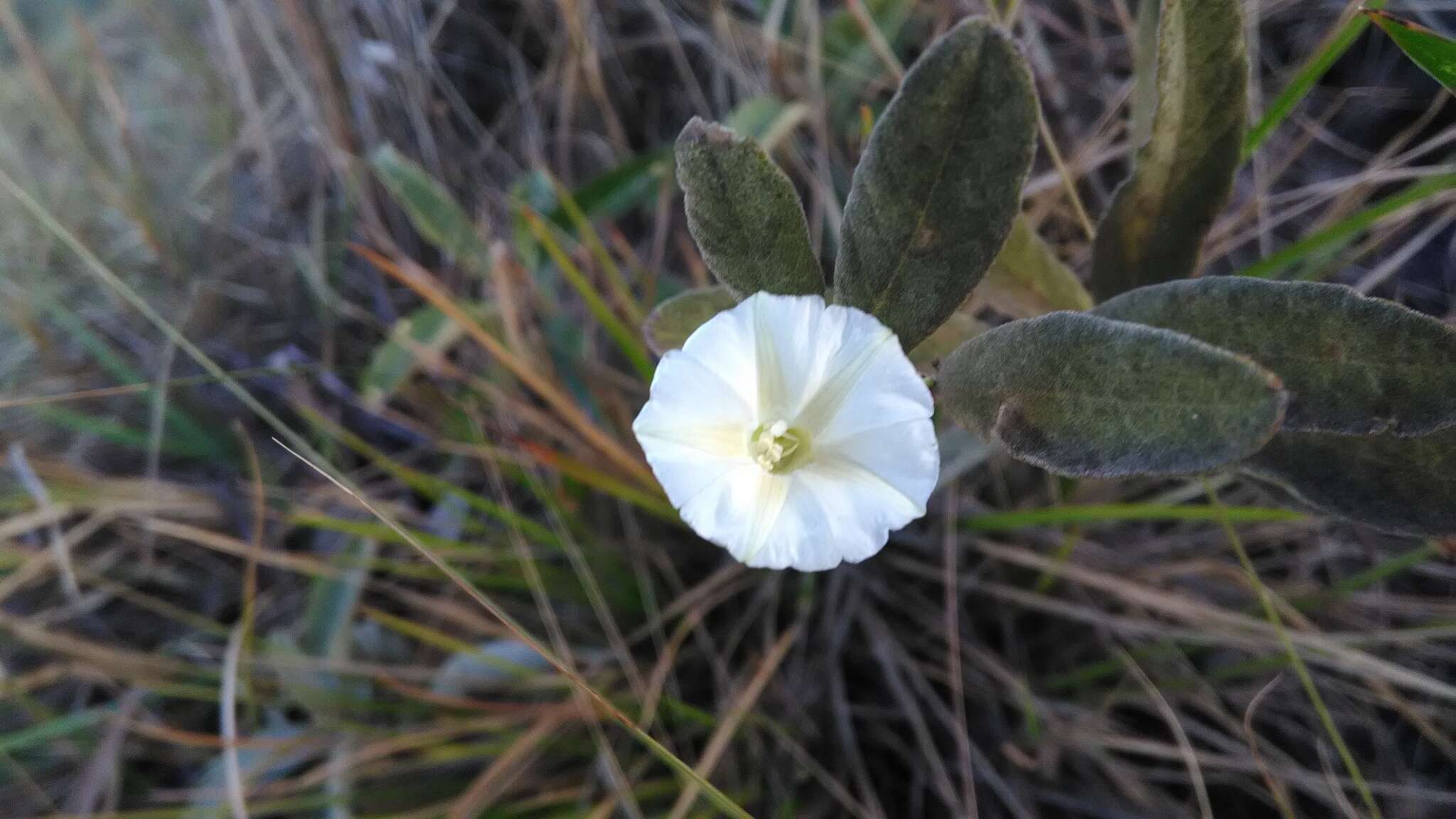 Image of Distimake tomentosus (Choisy) Petrongari & Sim.-Bianch.