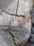 Image of Bunchgrass Lizard