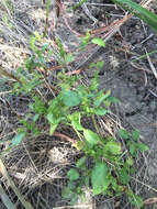 Imagem de Acalypha persimilis Müll. Arg.