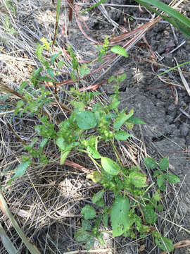 Image de Acalypha persimilis Müll. Arg.