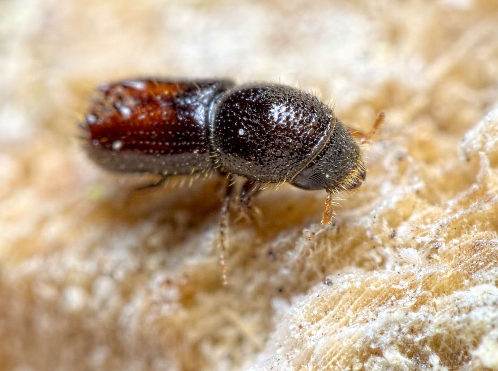 Image of Six-toothed spruce bark beetle