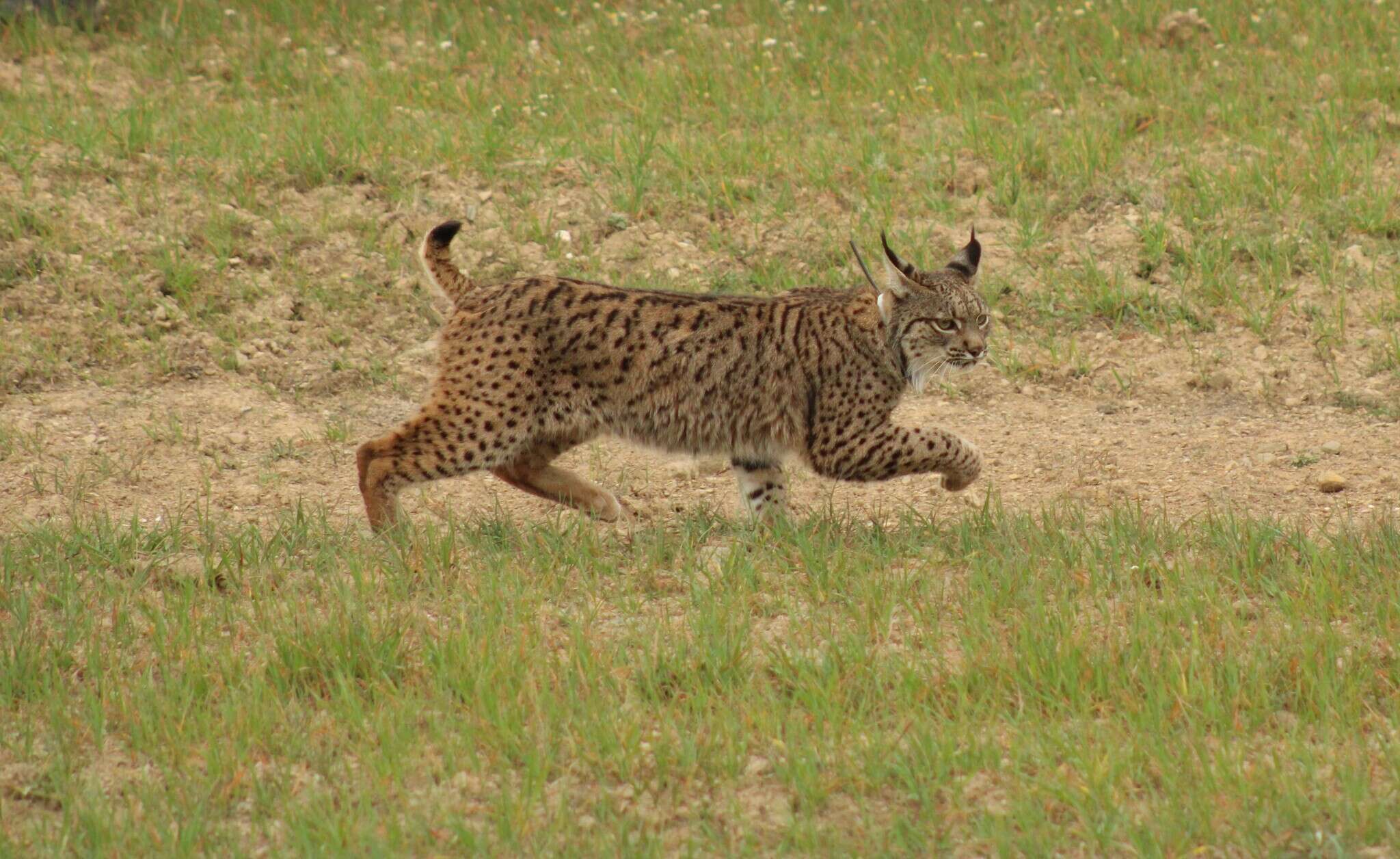 Image of Iberian lynx