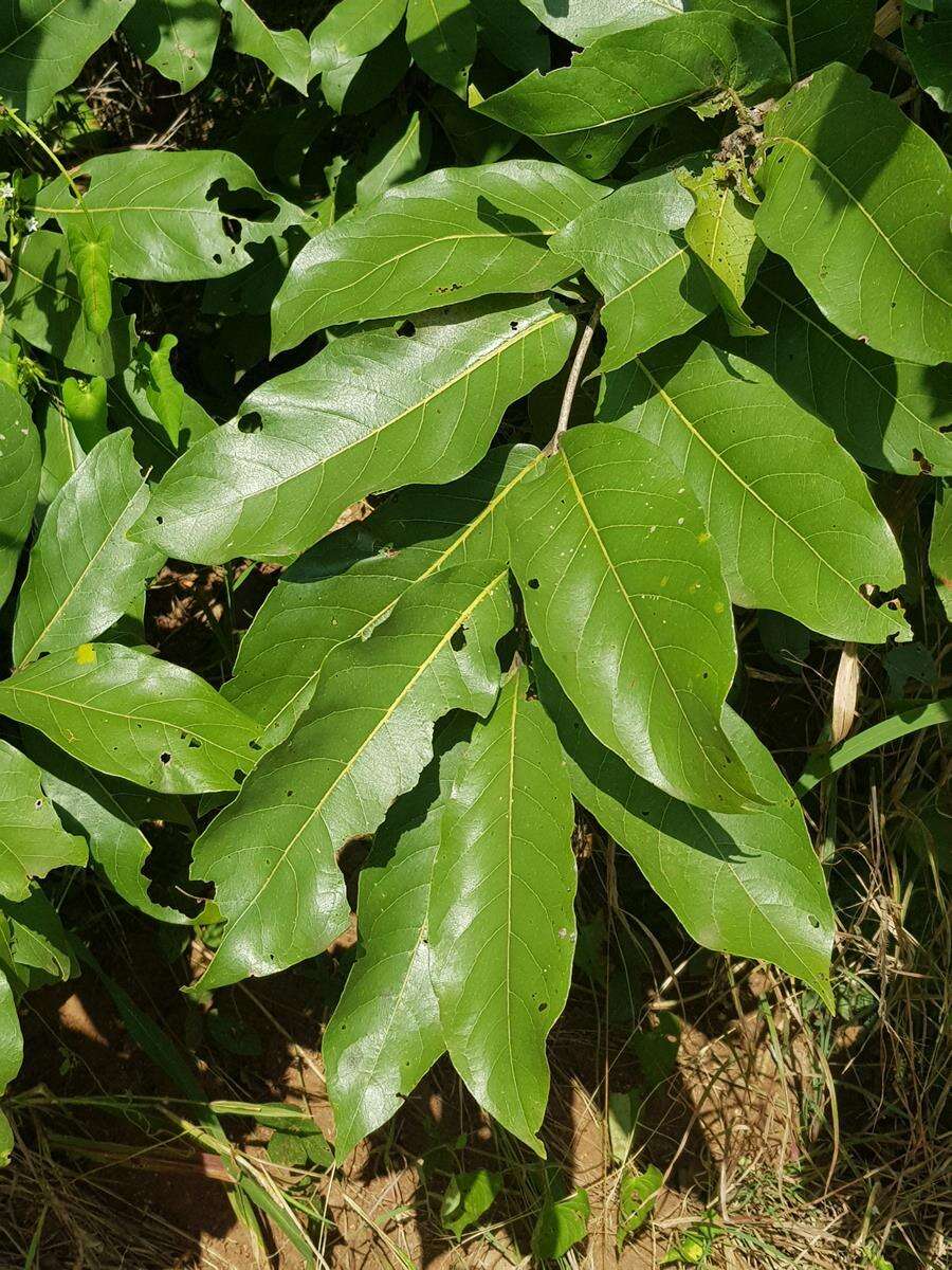 Sivun Combretum collinum subsp. suluense (Engl. & Diels) Okafor kuva