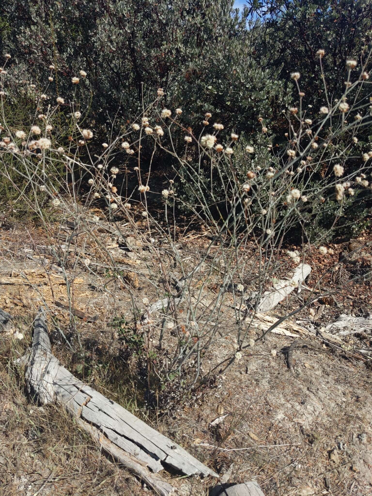 Imagem de Eriogonum nudum var. decurrens (S. Stokes) M. L. Bowerman