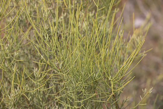 Image of Leptomeria aphylla R. Br.