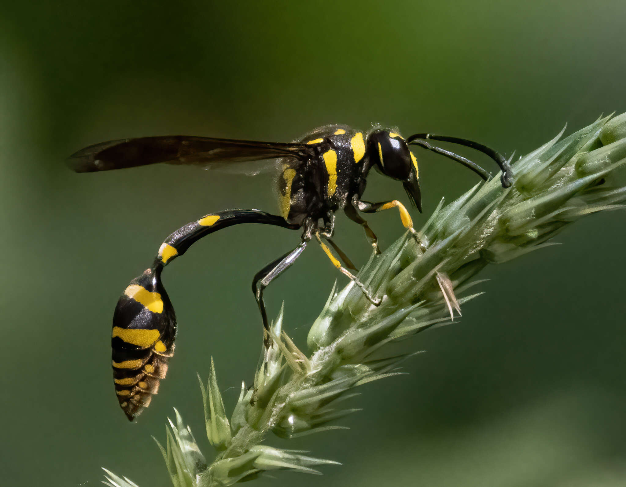 Phimenes flavopictus timorensis (Vecht 1959)的圖片