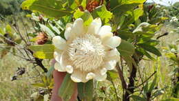 Image of Protea madiensis Engl.