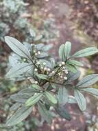 Image of Boronia fraseri Hook.