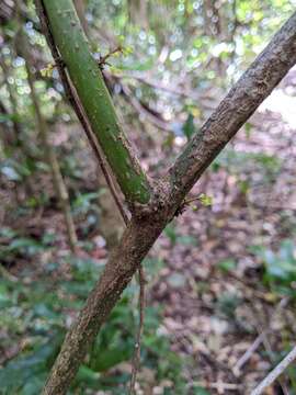 Image of Wilkiea macrophylla (Tul.) A. DC.