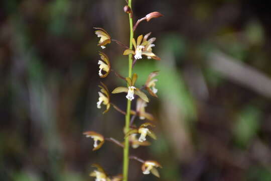 Image of Oreorchis bilamellata Fukuy.