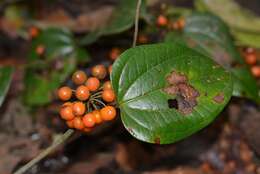 Image of Smilax subpubescens A. DC.