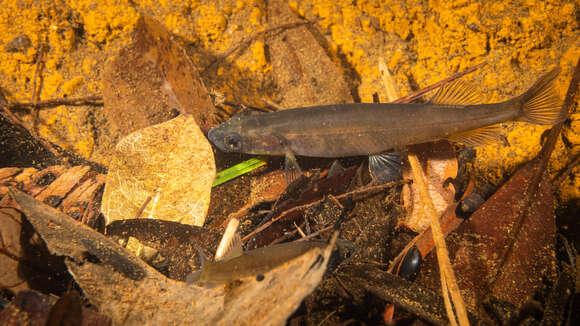 Image de Galaxias neocaledonicus Weber & de Beaufort 1913