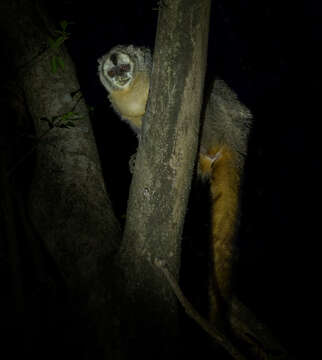 Image of Azara's Night Monkey