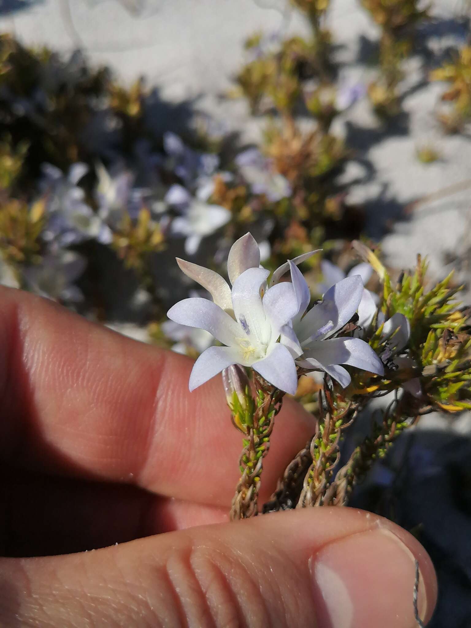 Image of Roella prostrata E. Mey. ex A. DC.