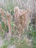 Image of Schizachyrium microstachyum (Desv.) Roseng., B. R. Arrill. & Izag.