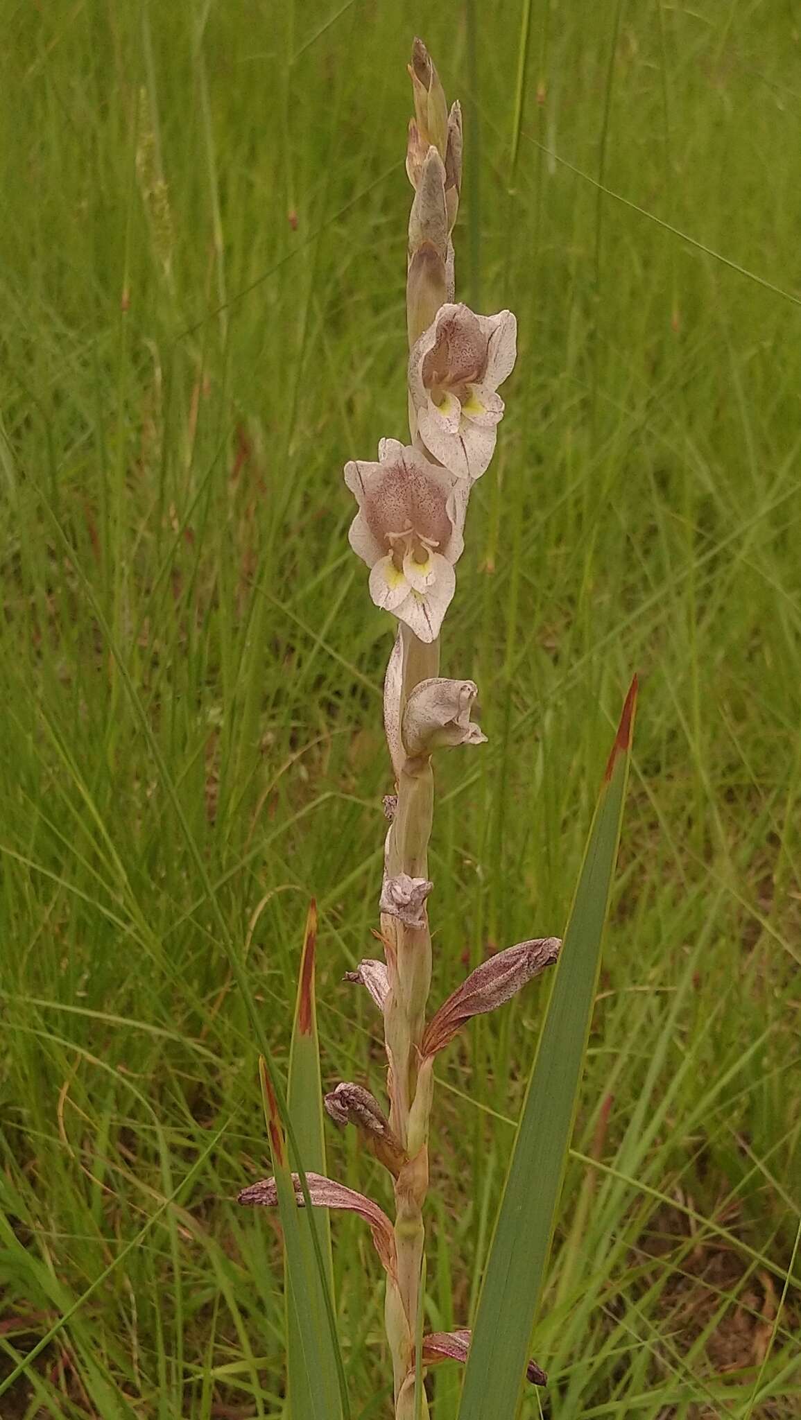 Слика од Gladiolus elliotii Baker