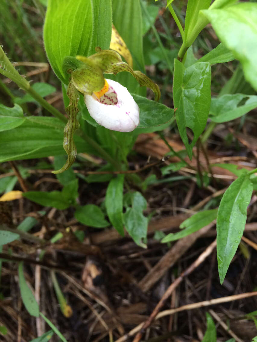 Imagem de Cypripedium candidum Muhl. ex Willd.