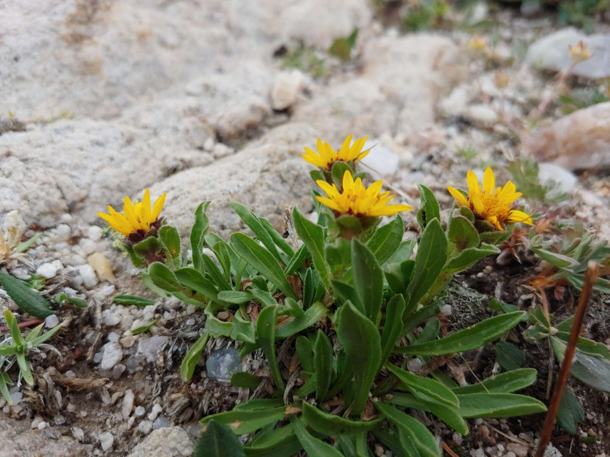 Image of pygmy goldenweed